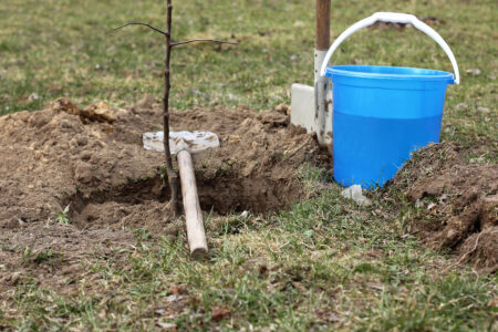 an apple tree seedling is set in a hole with a shovel and a buck